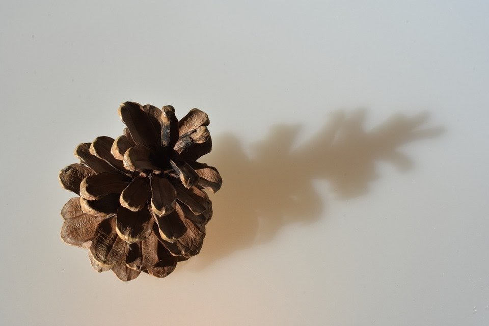 Pine cone dropping a shadow