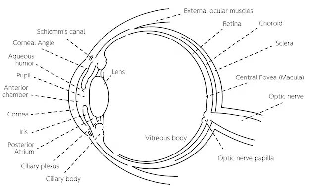 Anatomical diagram of the human eye in cross-section, labeled with parts such as the cornea, lens, retina, optic nerve, and vitreous body